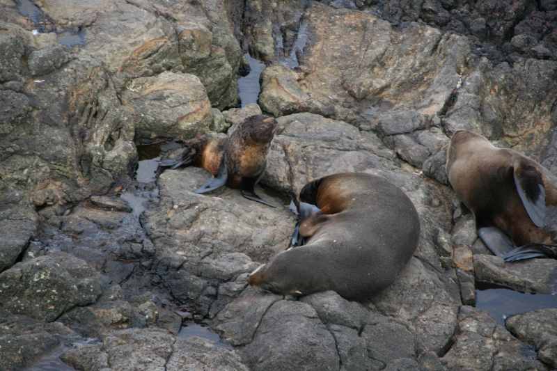 Nieuw-Zeeland 2011 - 1983